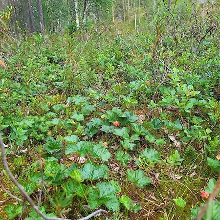 Prázdninový dům Viihtyisae Ja Tilava Moekki, Pytkykaksonen B