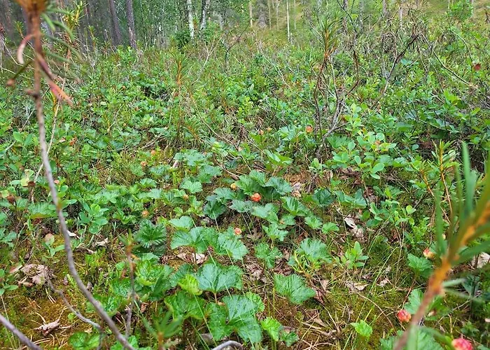 Loma-asunnot Viihtyisä Ja Tilava Mökki, Pytkykaksonen B